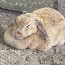 ぽるくそわーげん