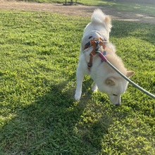 くまきちとピーナツ@散歩人