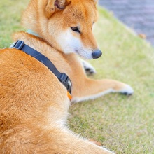 くろちょこむぎ