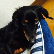 あじかれー@節約好き