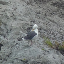 はぐれたカモメ