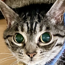 nekomamaしおちゃん