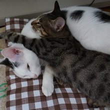 きた（喜多）