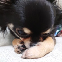 さけのますかす@初心者