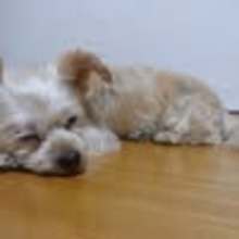 ばーちゃんコーコ