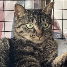 ぽぽぽん酢@デビュー嬉しいです！