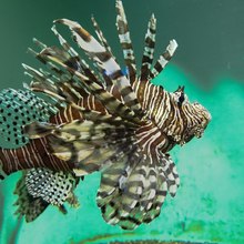 ようじんぼうさん