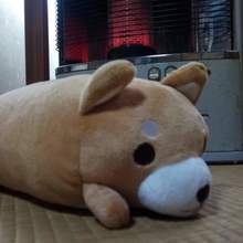 きゃぷ〜@ポンコツなのだ