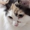 ゆずあんぬ
