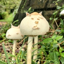 びしゃみ@ねこきのこ