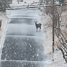 しのぶ／あまぎ