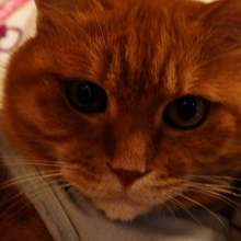 ヒナチャイ@ニャン