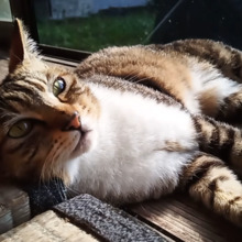 ガットポンポコ