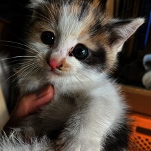 カムカムカムちゃん