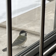 ちいさなメダル_20