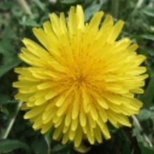 dandelion_tampo
