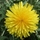 dandelion_tampo