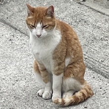 のら猫😺ポケゴ&鉄道旅行好き