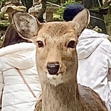 ネオナカノ