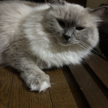 あさぎりあさぎ