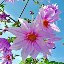 imperial dahlia