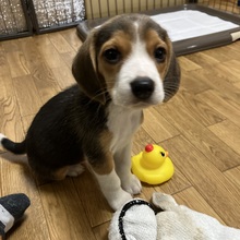 ビーグル ガルシア