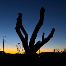 マンゴの木の下@日の出