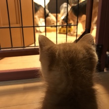 ポテ1210