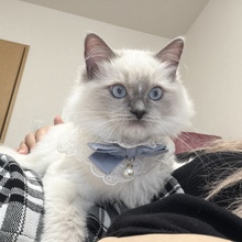 猫のソラ