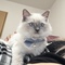 猫のソラ