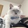 猫のソラ