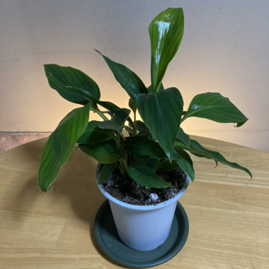 ポリンキー おいしい秘密は 謎の粉.png